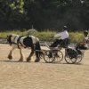 (099)Concours attelage.Scaer 6-7 juillet 2019