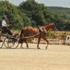 (099)Concours attelage.Scaer 6-7 juillet 2019