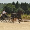 (099)Concours attelage.Scaer 6-7 juillet 2019