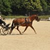 (099)Concours attelage.Scaer 6-7 juillet 2019