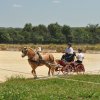 (099)Concours attelage.Scaer 6-7 juillet 2019