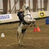 (067) Concours Indoor à Penfrat le 31 octobre 2015