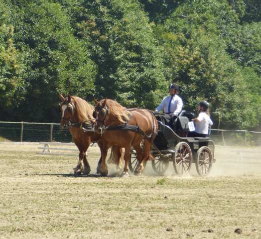 (84) Concours Attelage à la Forêt Fouesnant