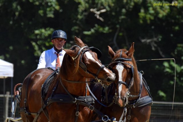(84) Concours Attelage à la Forêt Fouesnant