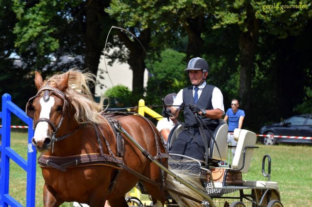 (84) Concours Attelage à la Forêt Fouesnant