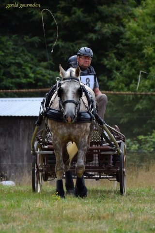 (84) Concours Attelage à la Forêt Fouesnant