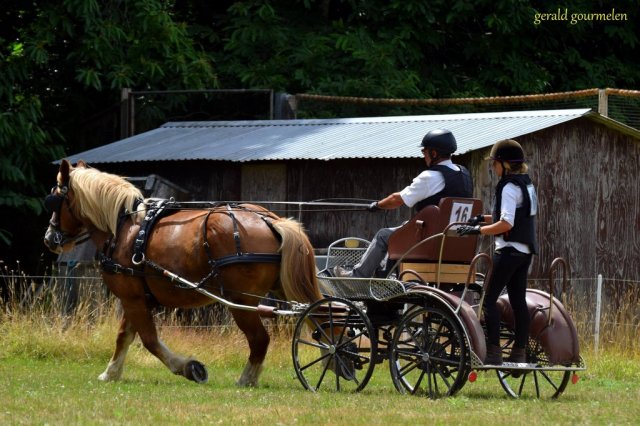 (84) Concours Attelage à la Forêt Fouesnant