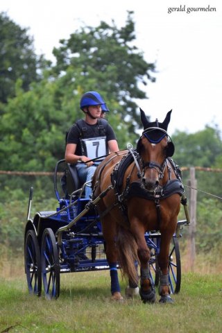 (84) Concours Attelage à la Forêt Fouesnant