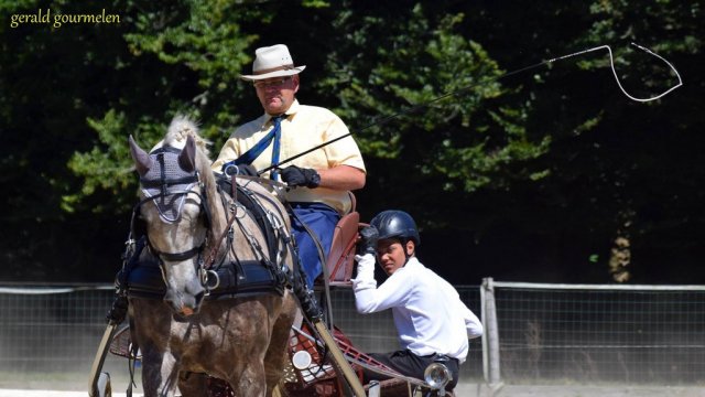 (84) Concours Attelage à la Forêt Fouesnant