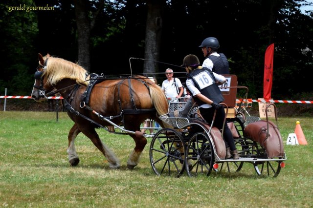 (84) Concours Attelage à la Forêt Fouesnant