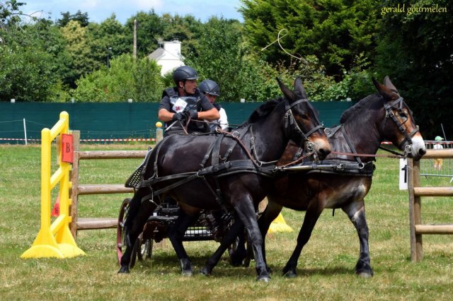 (84) Concours Attelage à la Forêt Fouesnant