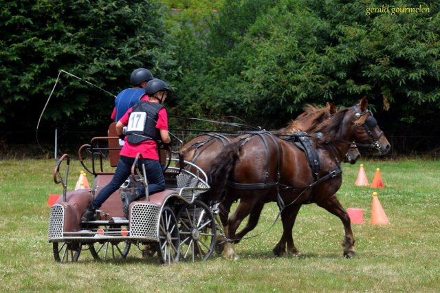 (84) Concours Attelage à la Forêt Fouesnant