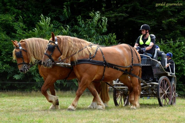 (84) Concours Attelage à la Forêt Fouesnant