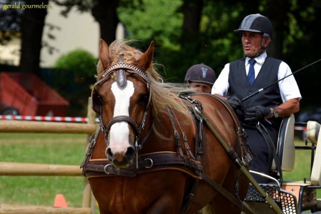 (84) Concours Attelage à la Forêt Fouesnant