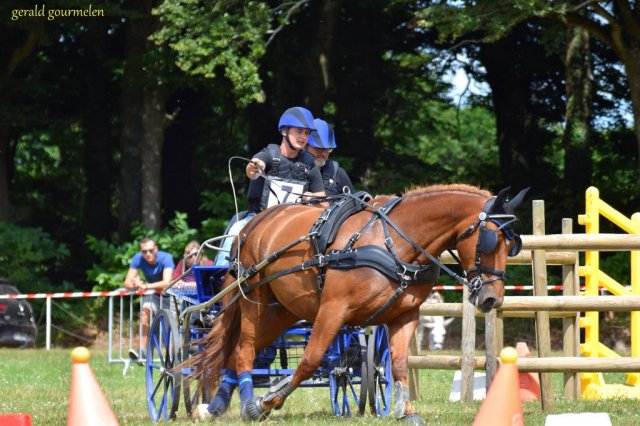 (84) Concours Attelage à la Forêt Fouesnant