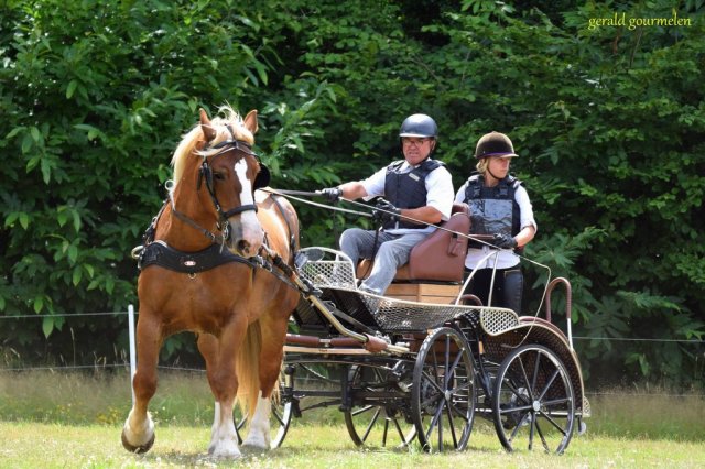 (84) Concours Attelage à la Forêt Fouesnant