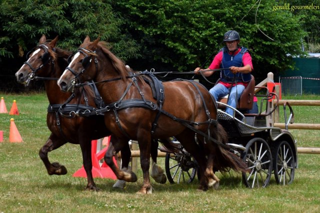 (84) Concours Attelage à la Forêt Fouesnant