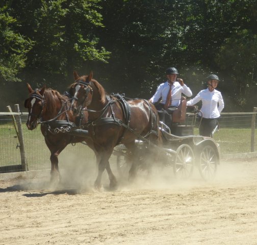 (84) Concours Attelage à la Forêt Fouesnant
