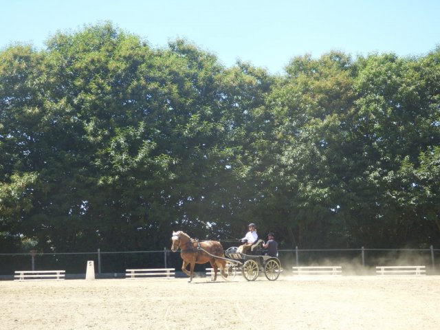 (84) Concours Attelage à la Forêt Fouesnant