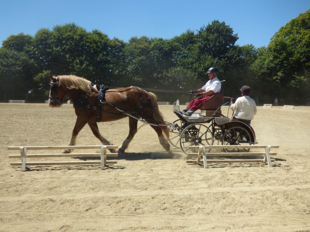 (84) Concours Attelage à la Forêt Fouesnant