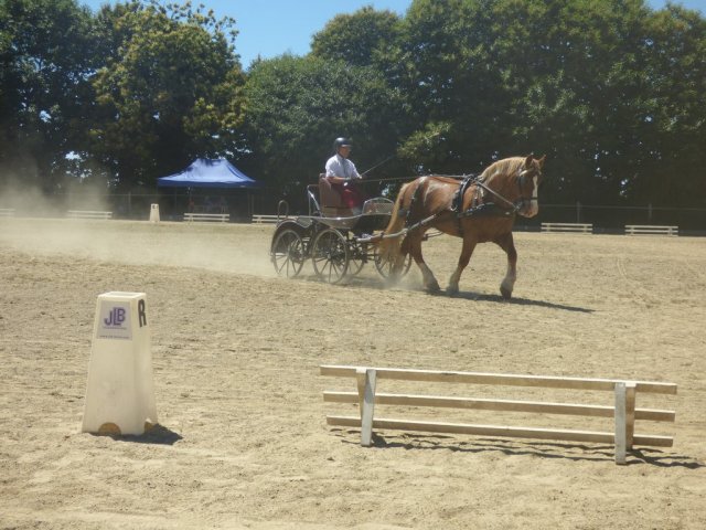 (84) Concours Attelage à la Forêt Fouesnant