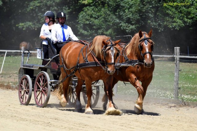 (84) Concours Attelage à la Forêt Fouesnant