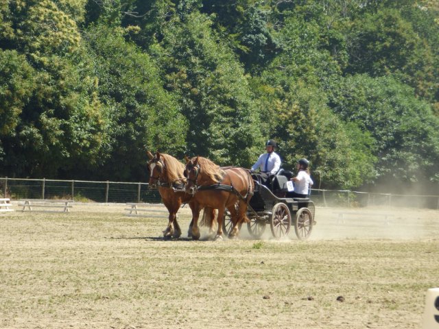 (84) Concours Attelage à la Forêt Fouesnant
