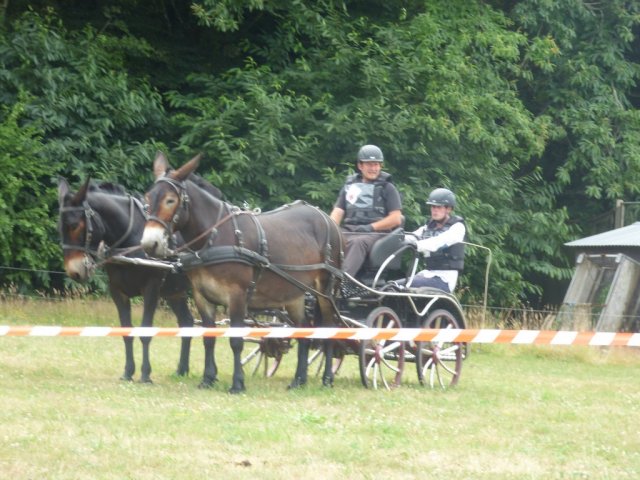 (84) Concours Attelage à la Forêt Fouesnant