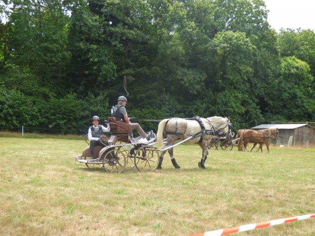 (84) Concours Attelage à la Forêt Fouesnant