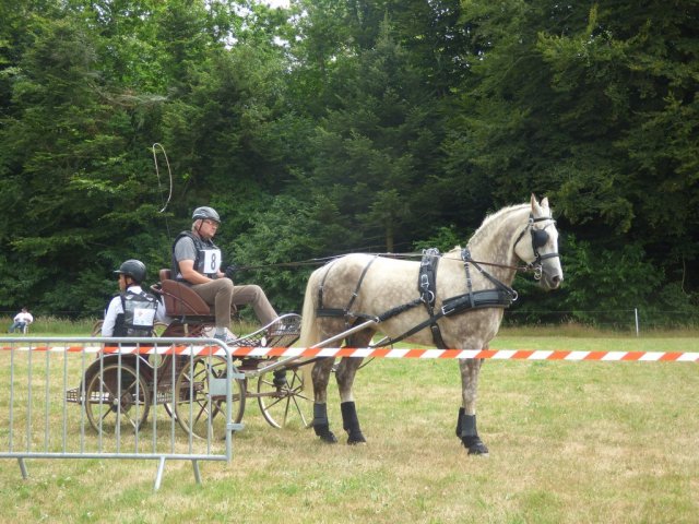 (84) Concours Attelage à la Forêt Fouesnant