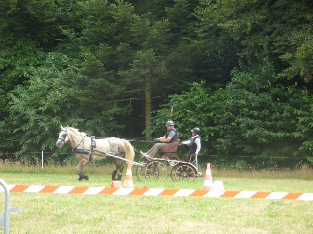 (84) Concours Attelage à la Forêt Fouesnant