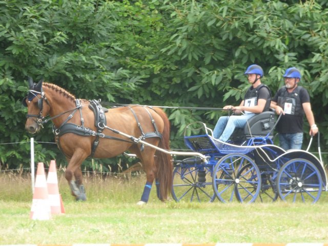 (84) Concours Attelage à la Forêt Fouesnant
