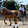 (84) Concours Attelage à la Forêt Fouesnant