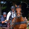 (84) Concours Attelage à la Forêt Fouesnant