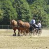 (84) Concours Attelage à la Forêt Fouesnant