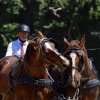 (84) Concours Attelage à la Forêt Fouesnant
