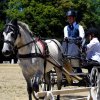 (84) Concours Attelage à la Forêt Fouesnant