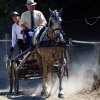 (84) Concours Attelage à la Forêt Fouesnant