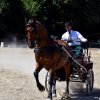 (84) Concours Attelage à la Forêt Fouesnant