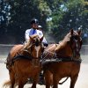 (84) Concours Attelage à la Forêt Fouesnant