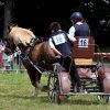 (84) Concours Attelage à la Forêt Fouesnant