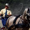 (84) Concours Attelage à la Forêt Fouesnant