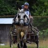 (84) Concours Attelage à la Forêt Fouesnant