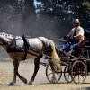 (84) Concours Attelage à la Forêt Fouesnant