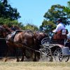 (84) Concours Attelage à la Forêt Fouesnant