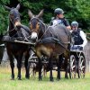 (84) Concours Attelage à la Forêt Fouesnant