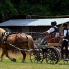 (84) Concours Attelage à la Forêt Fouesnant