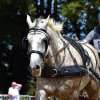 (84) Concours Attelage à la Forêt Fouesnant