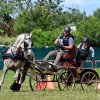 (84) Concours Attelage à la Forêt Fouesnant
