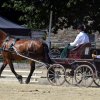 (84) Concours Attelage à la Forêt Fouesnant